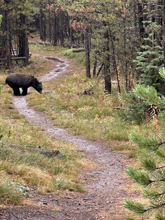 A black bear on a trail in Yellowstone