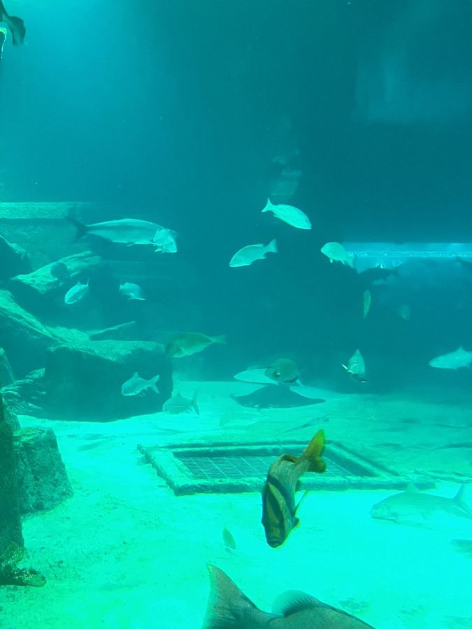Fish swimming in the aquarium on Paradise Island
